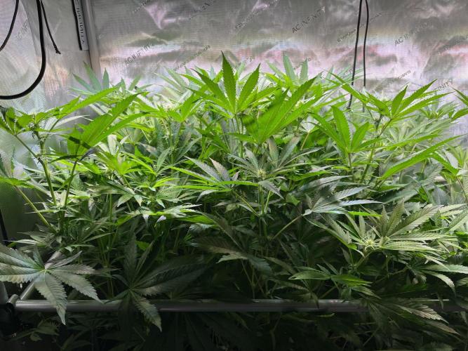 Apples & Cherries in Living Soil. Week 8