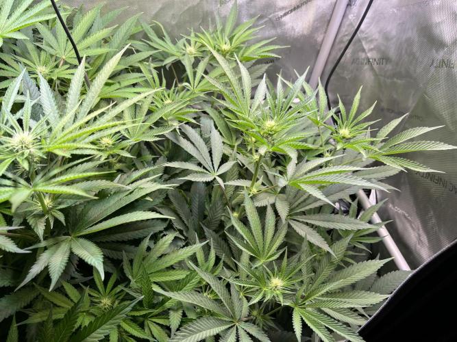 Apples & Cherries in Living Soil. Week 8