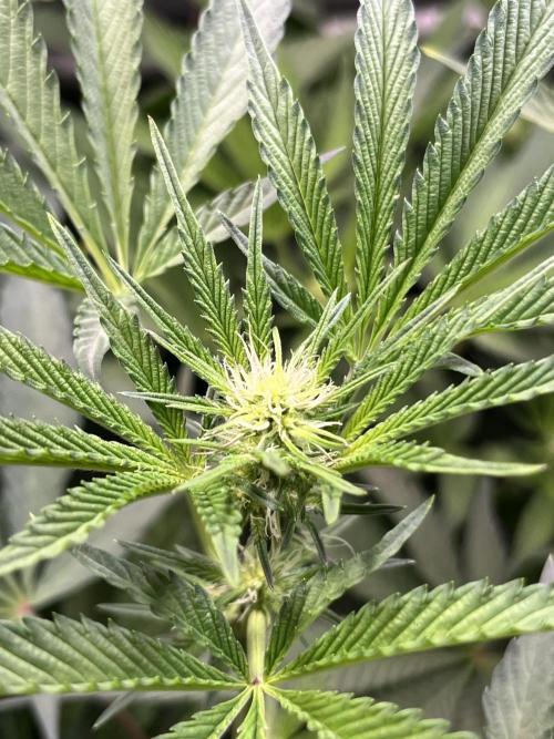 Apples & Cherries in Living Soil. Week 8 - Cherry Ocean