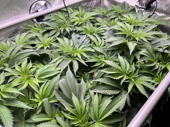 Last Dance in Living Soil. Week 8