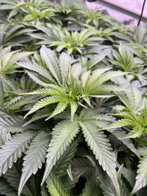 Last Dance in Living Soil. Week 8