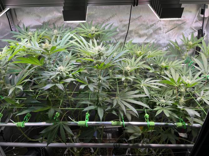 Apples & Cherries in Living Soil. Week 9