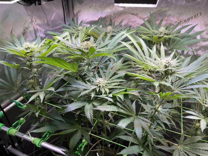 Apples & Cherries in Living Soil. Week 9 - Apple Jacked