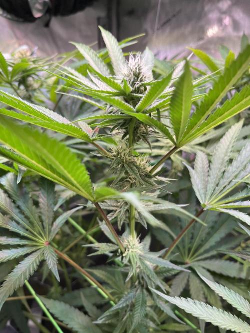 Apples & Cherries in Living Soil. Week 9 - Apple Jacked