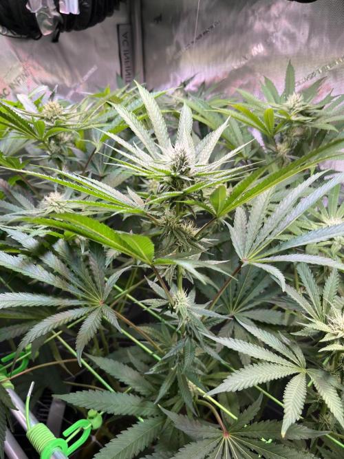 Apples & Cherries in Living Soil. Week 9 - Apple Jacked