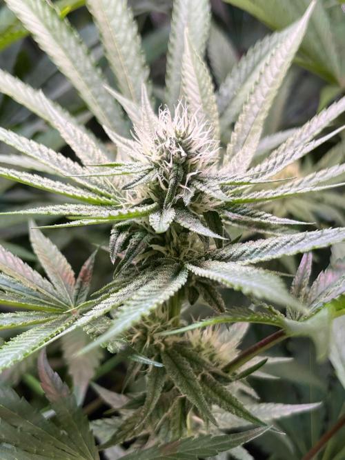 Apples & Cherries in Living Soil. Week 9 - Apple Jacked