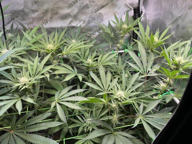 Apples & Cherries in Living Soil. Week 9 - Cherry Ocean 