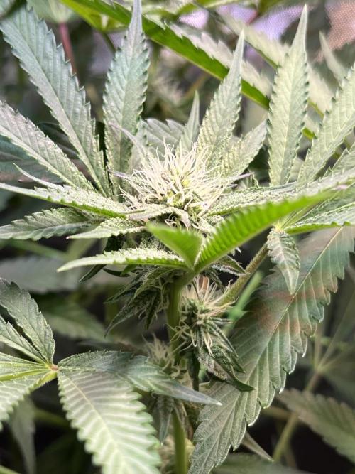 Apples & Cherries in Living Soil. Week 9 - Cherry Ocean 