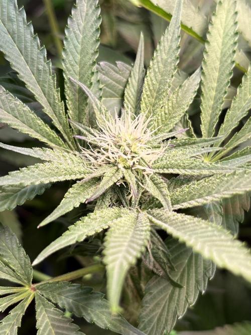 Apples & Cherries in Living Soil. Week 9 - Cherry Ocean 