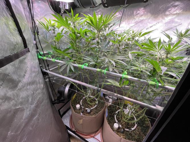 Apples & Cherries in Living Soil. Week 9