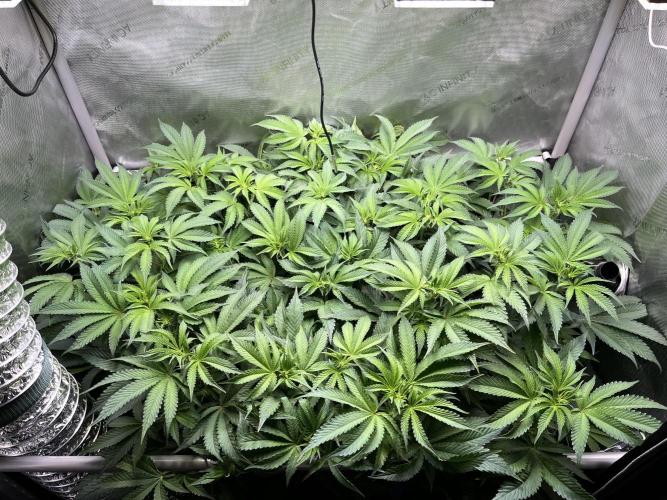 Last Dance in Living Soil. Week 9