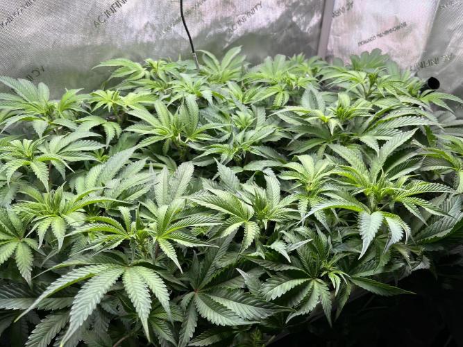 Last Dance in Living Soil. Week 9