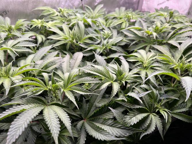 Last Dance in Living Soil. Week 9