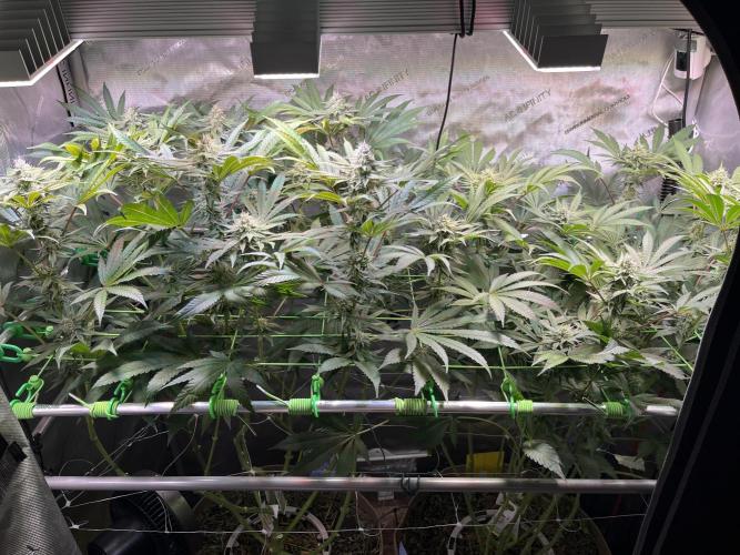 Apples & Cherries in Living Soil. Week 10