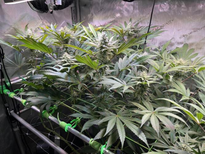 Apples & Cherries in Living Soil. Week 10