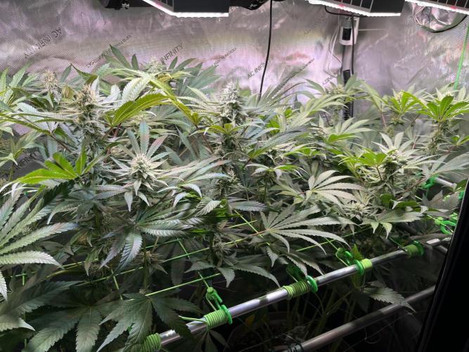 Apples & Cherries in Living Soil. Week 10