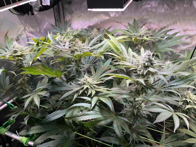 Apples & Cherries in Living Soil. Week 10 - Apple Jacked 