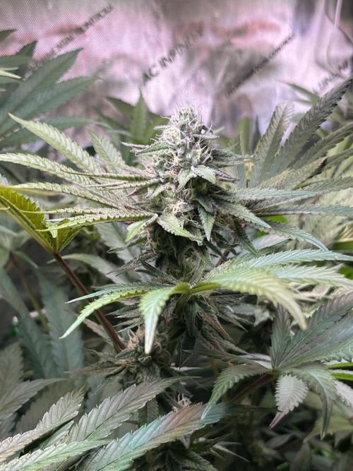 Apples & Cherries in Living Soil. Week 10 - Apple Jacked 