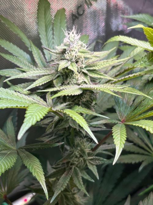 Apples & Cherries in Living Soil. Week 10 - Apple Jacked