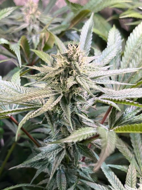 Apples & Cherries in Living Soil. Week 10 - Apple Jacked 