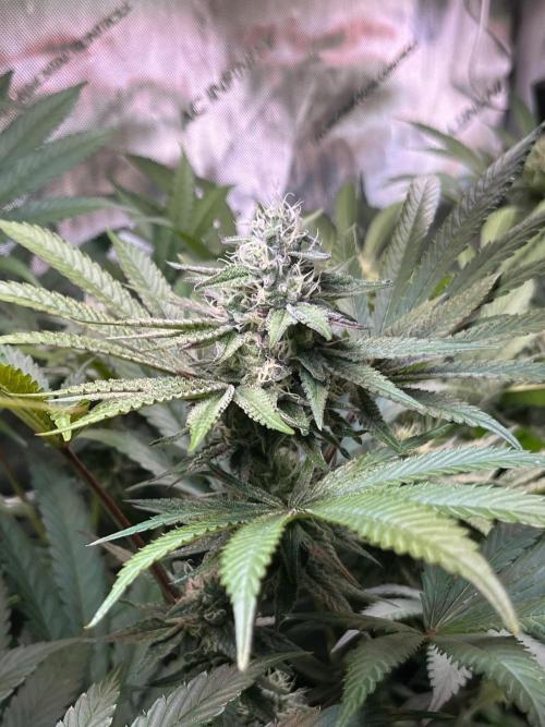 Apples & Cherries in Living Soil. Week 10 - Apple Jacked