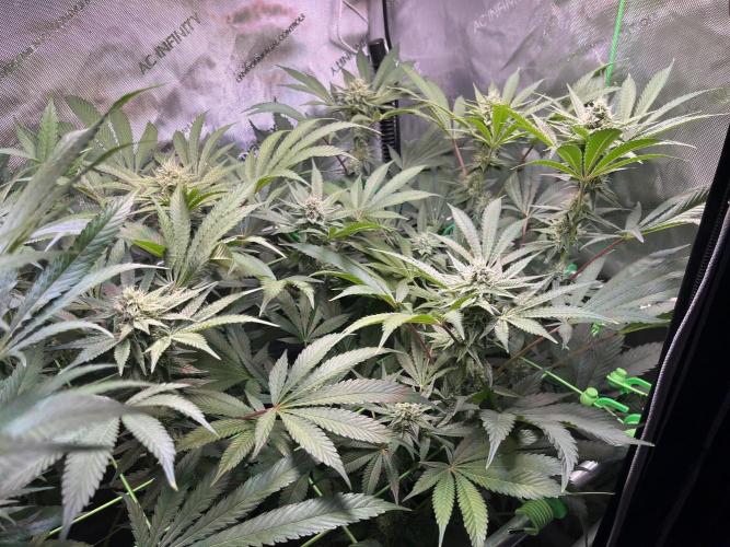 Apples & Cherries in Living Soil. Week 10