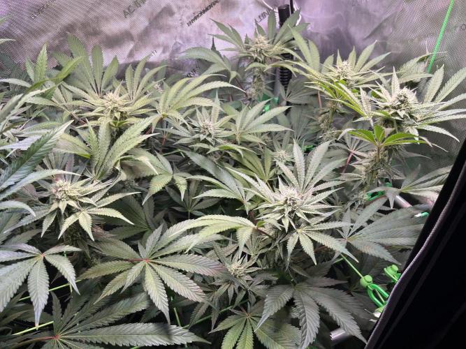 Apples & Cherries in Living Soil. Week 10 - Cherry Ocean 