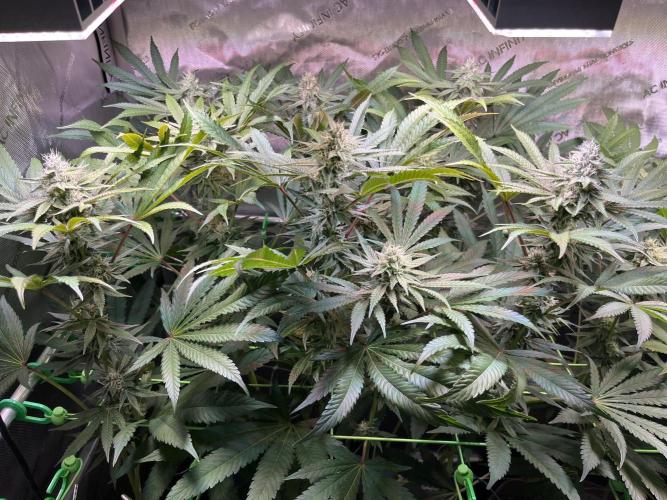 Apples & Cherries in Living Soil. Week 10