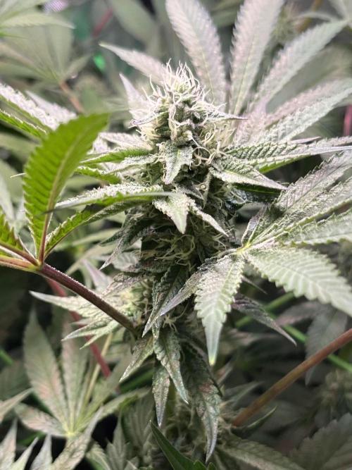 Apples & Cherries in Living Soil. Week 10 - Cherry Ocean 