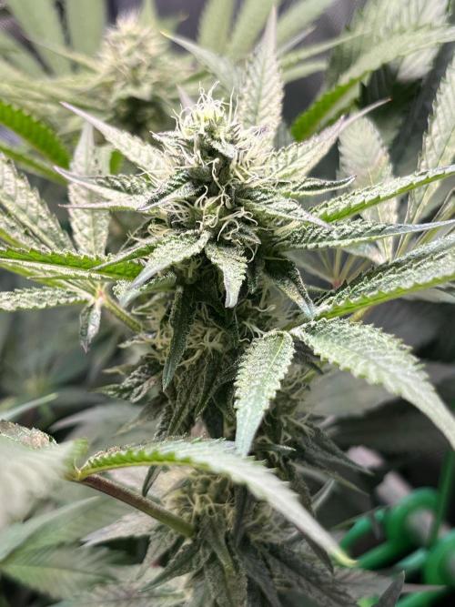 Apples & Cherries in Living Soil. Week 10 - Cherry Ocean 