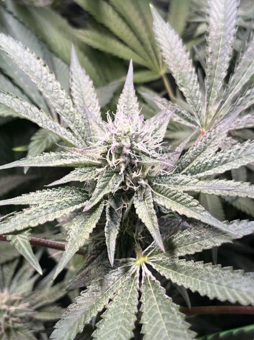 Apples & Cherries in Living Soil. Week 10 - Cherry Ocean 