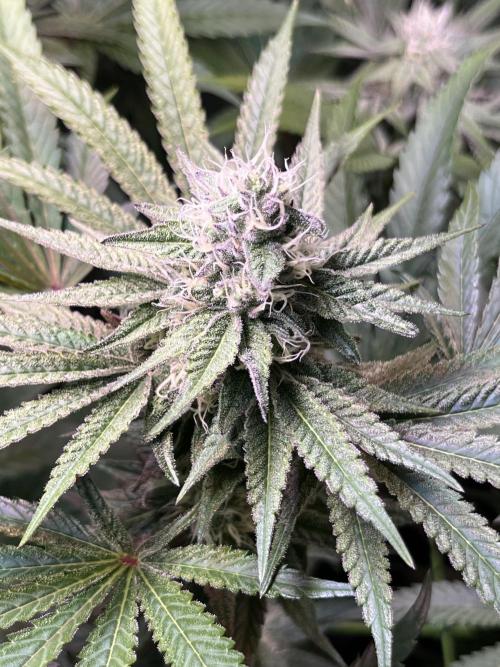 Apples & Cherries in Living Soil. Week 10 - Apple Jacked 