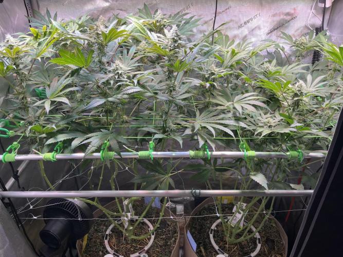 Apples & Cherries in Living Soil. Week 10