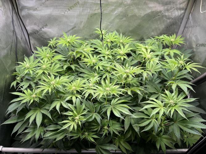 Last Dance in Living Soil. Week 10