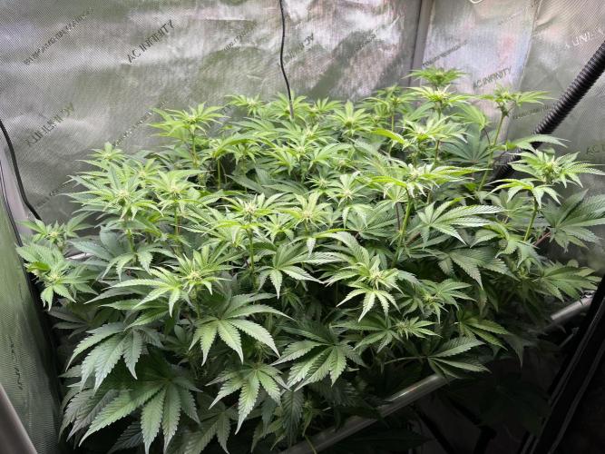 Last Dance in Living Soil. Week 10