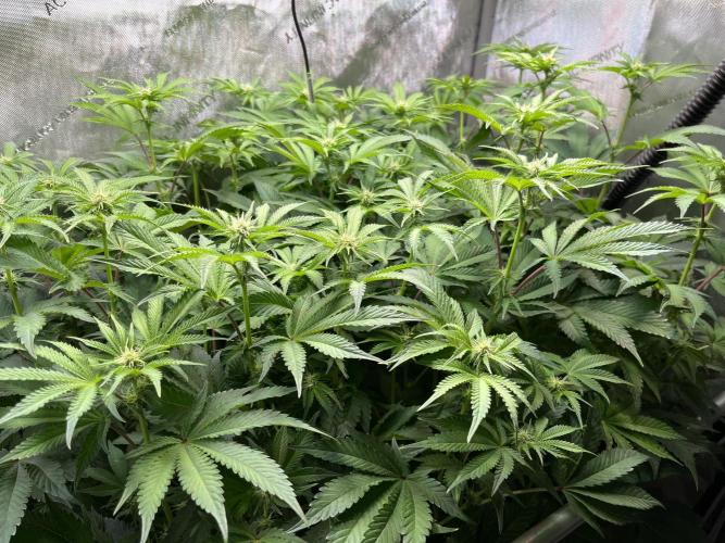 Last Dance in Living Soil. Week 10