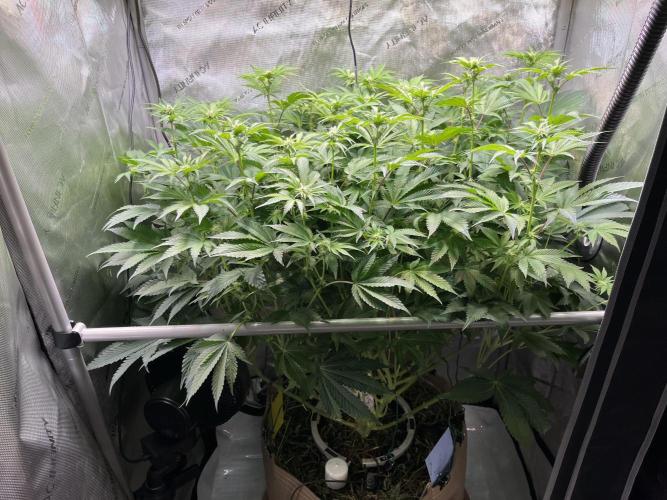 Last Dance in Living Soil. Week 10