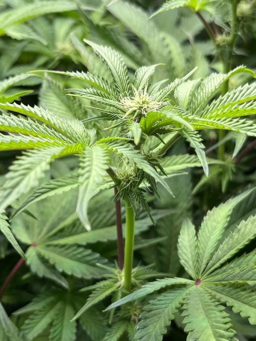 Last Dance in Living Soil. Week 10