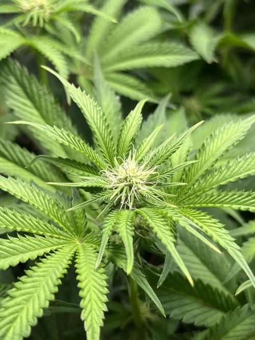 Last Dance in Living Soil. Week 10