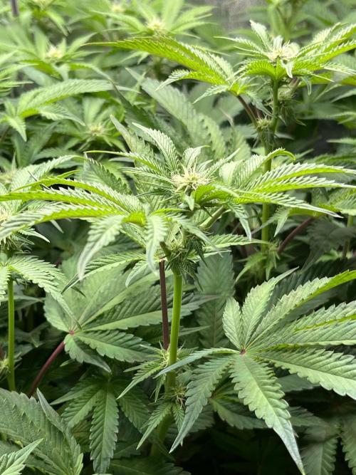 Last Dance in Living Soil. Week 10