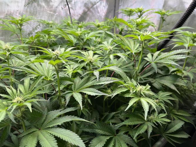 Last Dance in Living Soil. Week 10