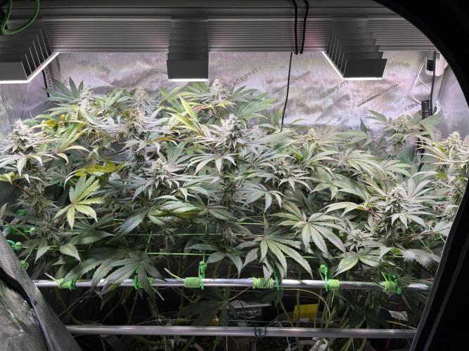 Apples & Cherries in Living Soil. Week 11