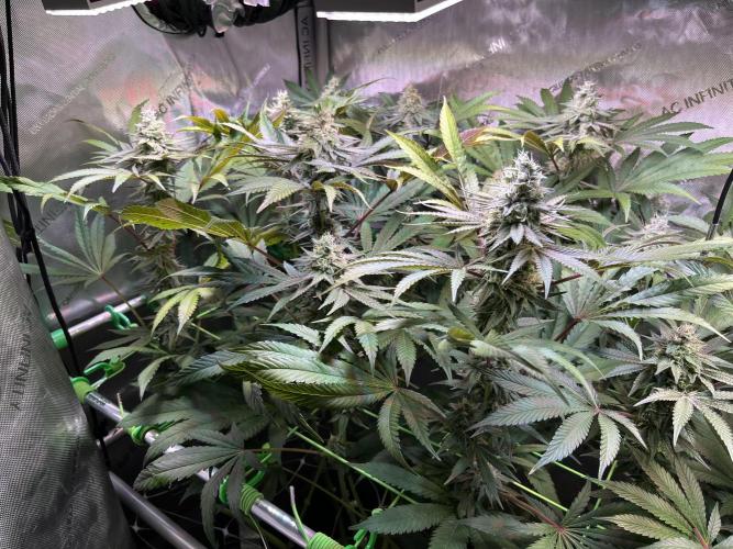 Apples & Cherries in Living Soil. Week 11 - Apple Jacked 