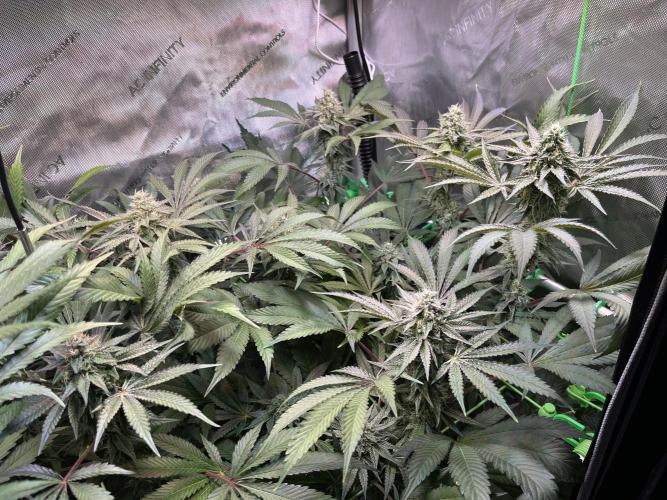 Apples & Cherries in Living Soil. Week 11 - Cherry Ocean 