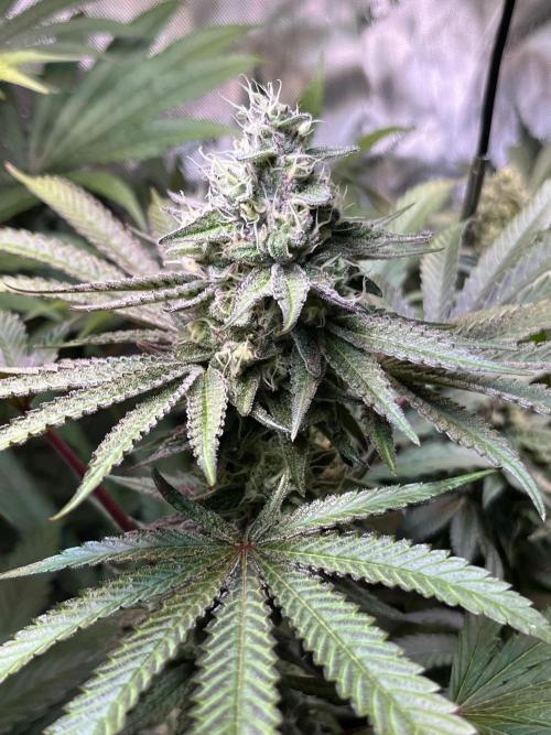 Apples & Cherries in Living Soil. Week 11 - Apple Jacked