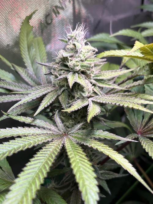 Apples & Cherries in Living Soil. Week 11 - Apple Jacked 