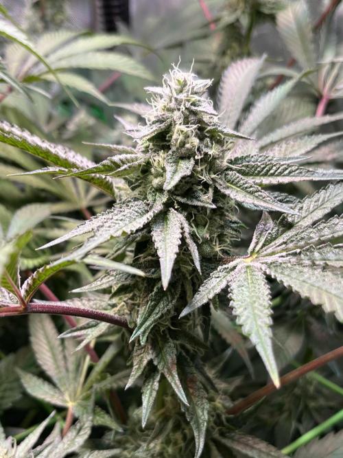 Apples & Cherries in Living Soil. Week 11 - Cherry Ocean 