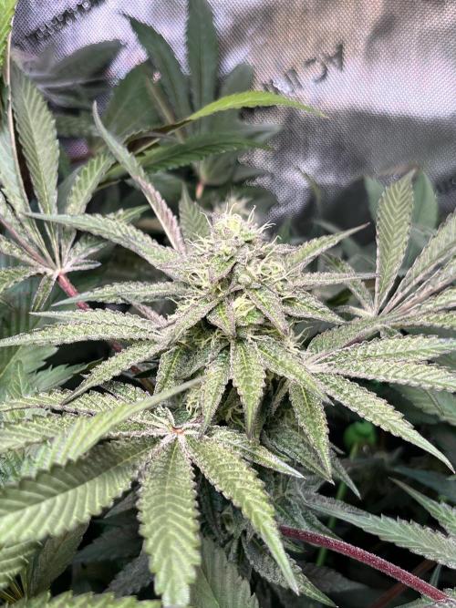 Apples & Cherries in Living Soil. Week 11 - Cherry Ocean 