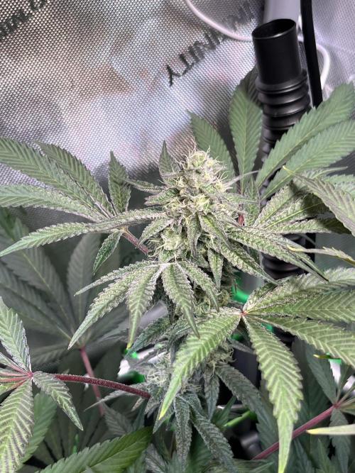 Apples & Cherries in Living Soil. Week 11 - Cherry Ocean 