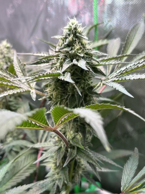 Apples & Cherries in Living Soil. Week 11 - Cherry Ocean 